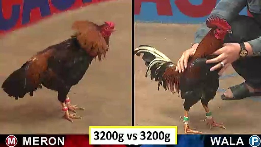 Đá Gà Trực Tiếp Tại New88 Cách Chơi Đơn Giản Mà Hiệu Quả 2024 2 Đá Gà Trực Tiếp Tại New88 Cách Chơi Đơn Giản Mà Hiệu Quả 2024