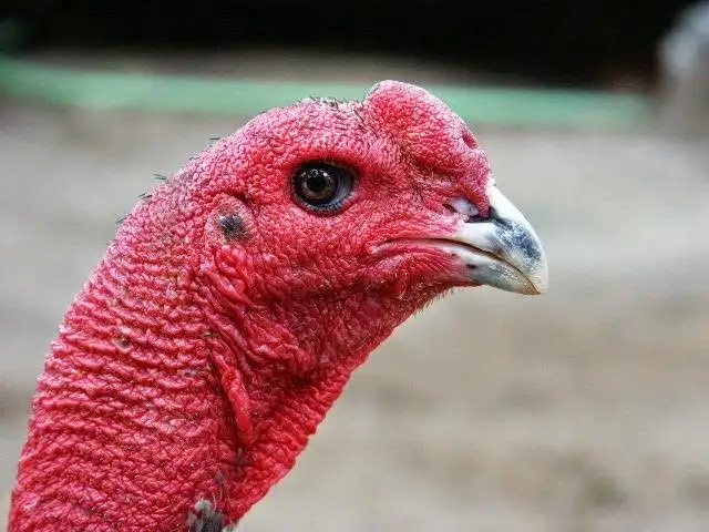 Hướng Dẫn Cách Xem Tướng Gà Chọi Tại New88 3 Thế nào là xem tướng gà chọi?